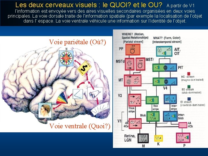 Les deux cerveaux visuels : le QUOI? et le OU? A partir de V