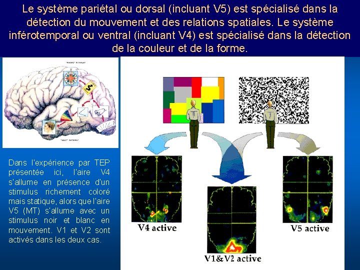 Le système pariétal ou dorsal (incluant V 5) est spécialisé dans la détection du