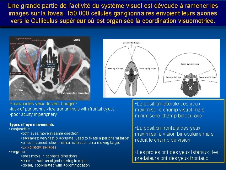 Une grande partie de l’activité du système visuel est dévouée à ramener les images
