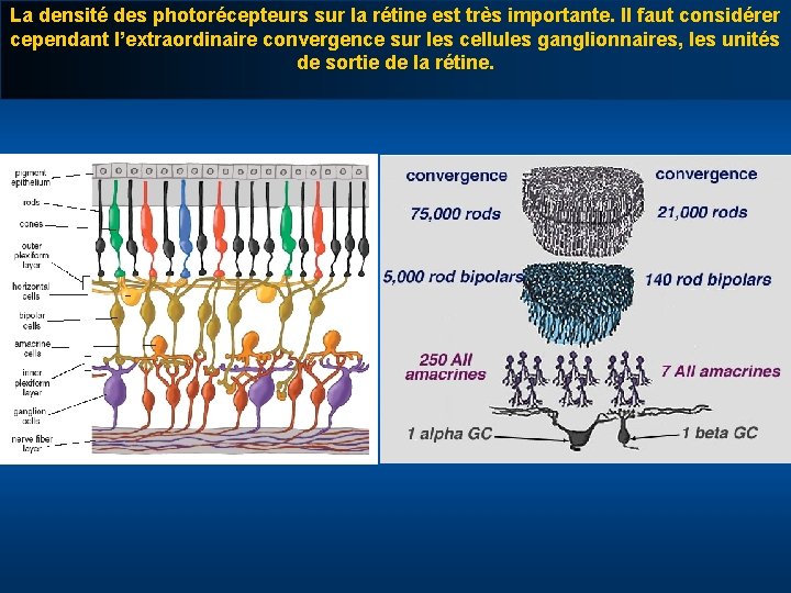 La densité des photorécepteurs sur la rétine est très importante. Il faut considérer cependant