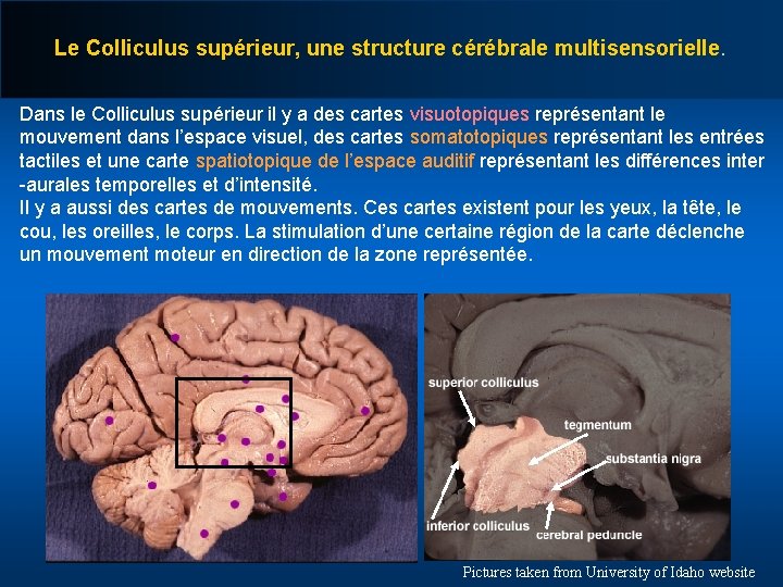Le Colliculus supérieur, une structure cérébrale multisensorielle. Dans le Colliculus supérieur il y a