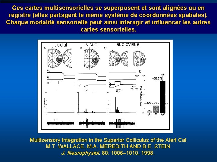 Ces cartes multisensorielles se superposent et sont alignées ou en registre (elles partagent le