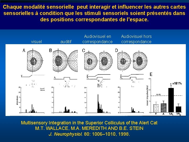 Chaque modalité sensorielle peut interagir et influencer les autres cartes sensorielles à condition que