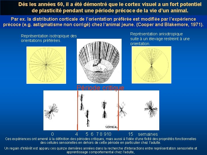 Dès les années 60, il a été démontré que le cortex visuel a un
