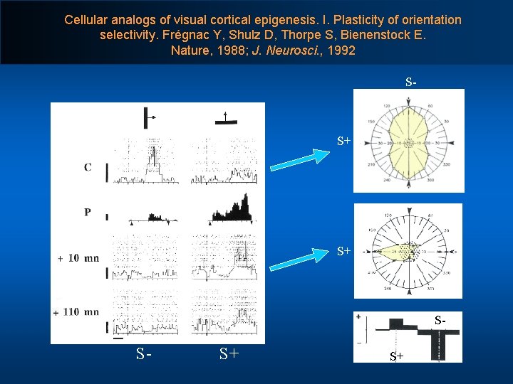 Cellular analogs of visual cortical epigenesis. I. Plasticity of orientation selectivity. Frégnac Y, Shulz
