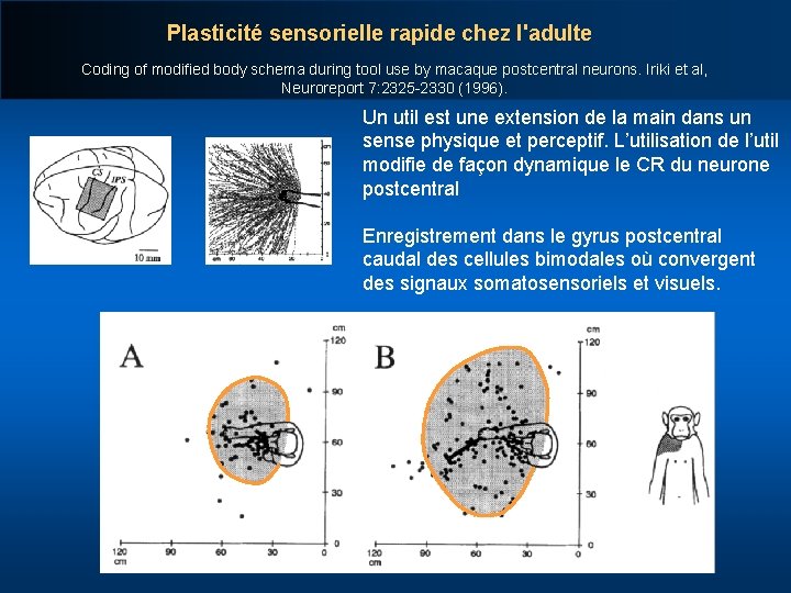 Plasticité sensorielle rapide chez l'adulte Coding of modified body schema during tool use by