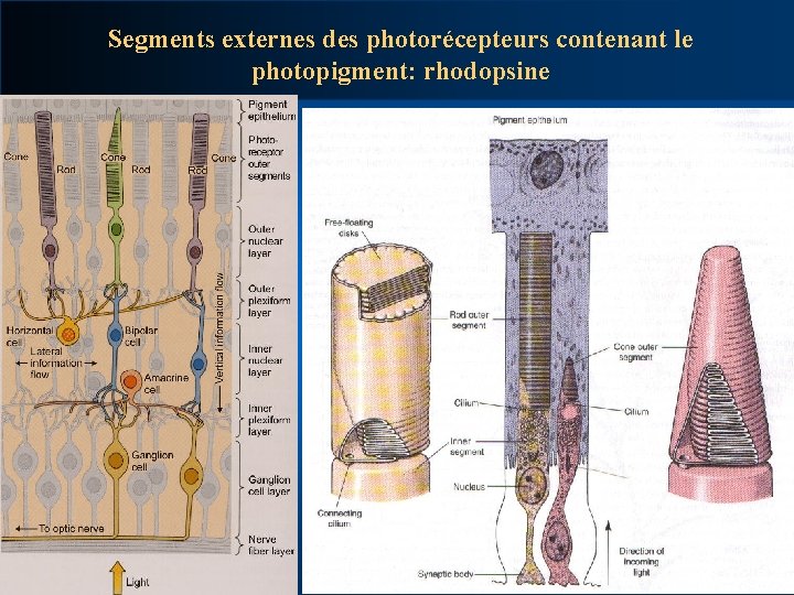 Segments externes des photorécepteurs contenant le photopigment: rhodopsine 
