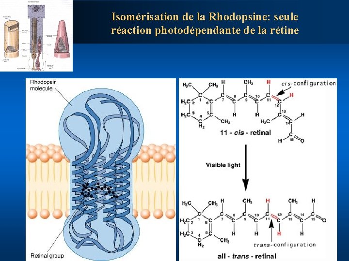 Isomérisation de la Rhodopsine: seule réaction photodépendante de la rétine 