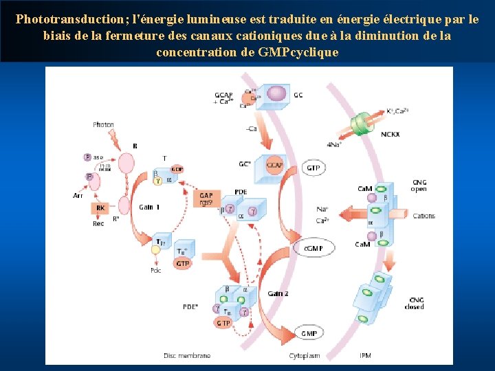 Phototransduction; l'énergie lumineuse est traduite en énergie électrique par le biais de la fermeture