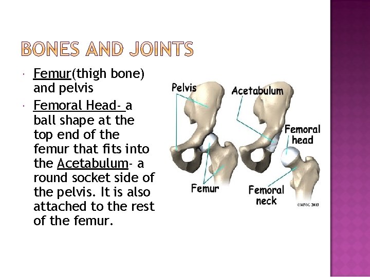  Femur(thigh bone) and pelvis Femoral Head- a ball shape at the top end