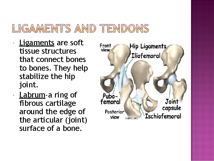  Ligaments are soft tissue structures that connect bones to bones. They help stabilize