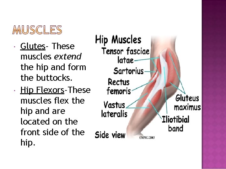  Glutes- These muscles extend the hip and form the buttocks. Hip Flexors-These muscles