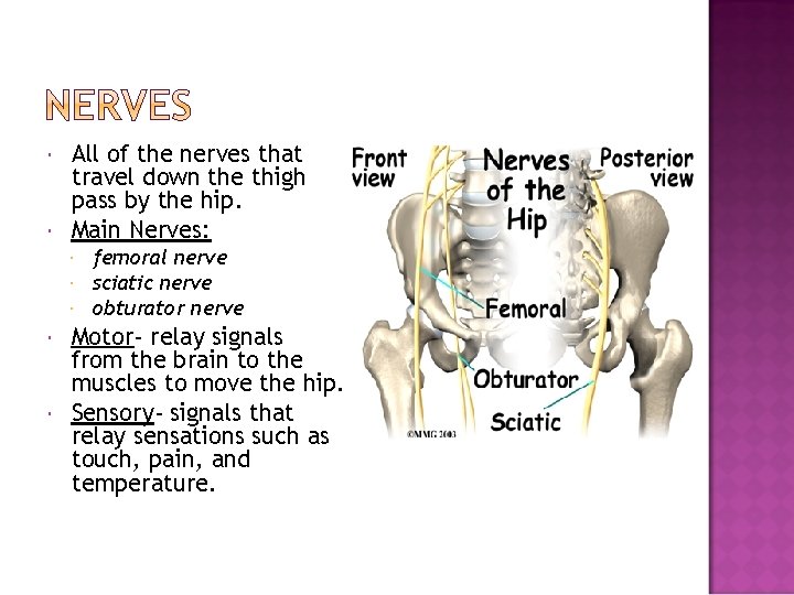  All of the nerves that travel down the thigh pass by the hip.