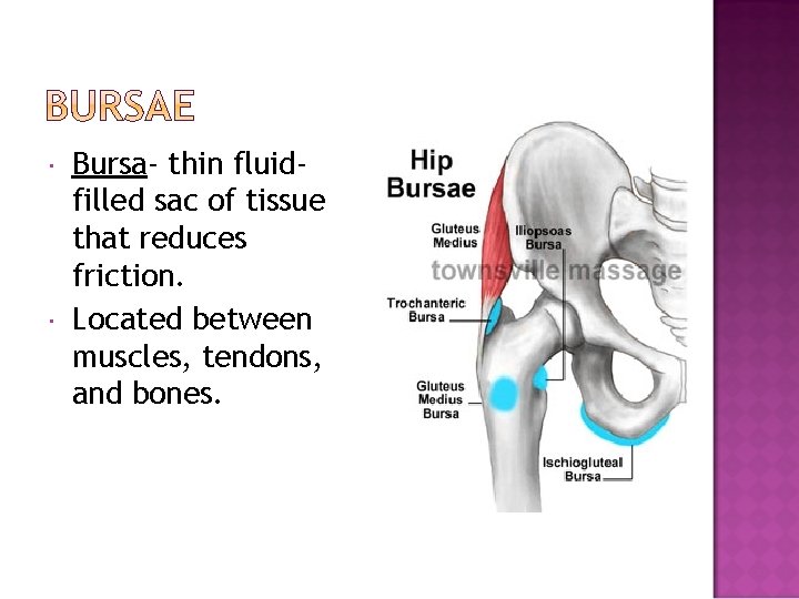  Bursa- thin fluidfilled sac of tissue that reduces friction. Located between muscles, tendons,