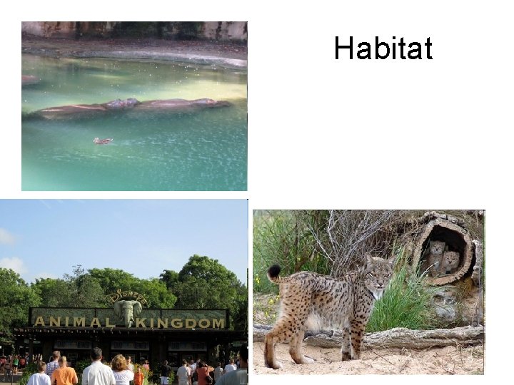 Habitat 