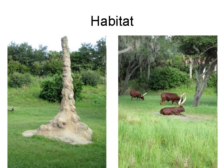 Habitat 