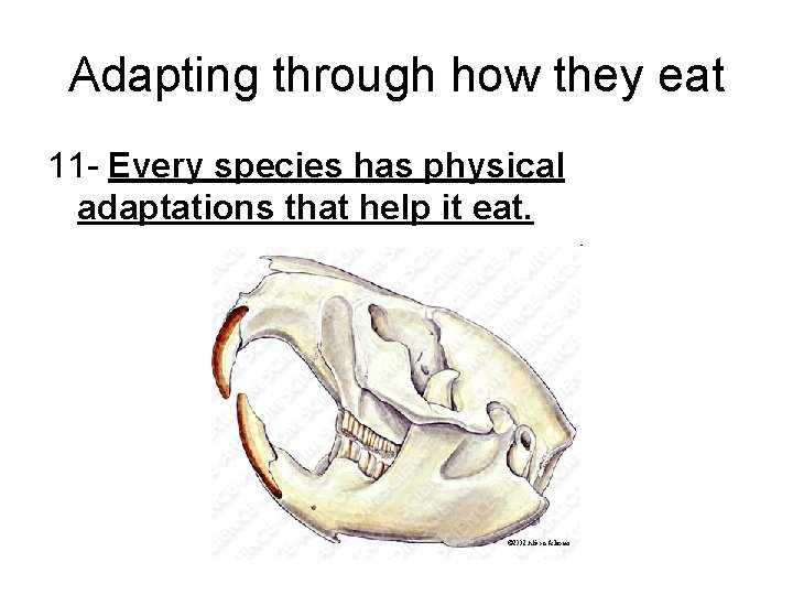 Adapting through how they eat 11 - Every species has physical adaptations that help