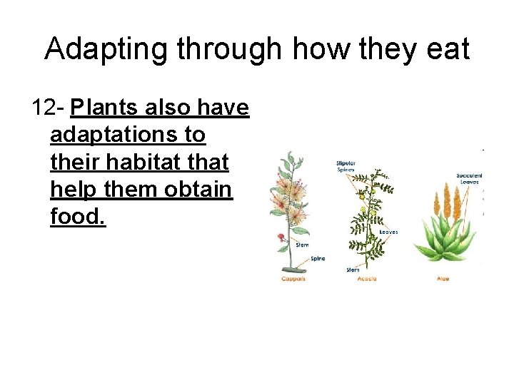 Adapting through how they eat 12 - Plants also have adaptations to their habitat