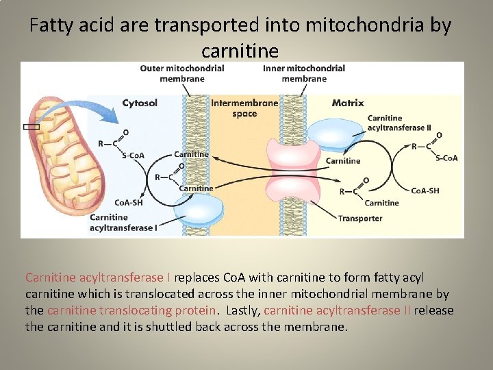 Fatty acid are transported into mitochondria by carnitine Carnitine acyltransferase I replaces Co. A