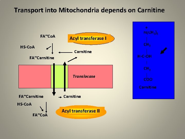 Transport into Mitochondria depends on Carnitine + FA~Co. A HS-Co. A Acyl transferase I