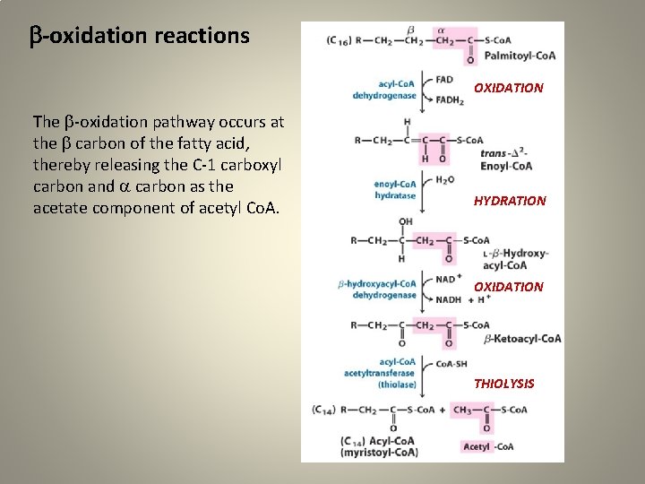  -oxidation reactions OXIDATION The -oxidation pathway occurs at the carbon of the fatty