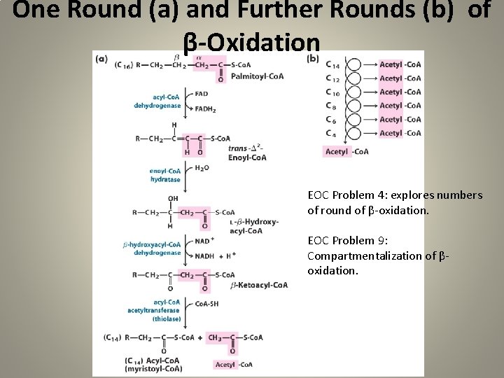 One Round (a) and Further Rounds (b) of β-Oxidation EOC Problem 4: explores numbers