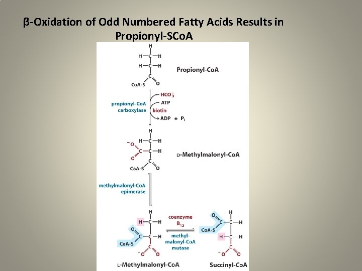 β-Oxidation of Odd Numbered Fatty Acids Results in Propionyl-SCo. A 