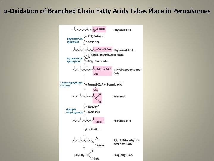 α-Oxidation of Branched Chain Fatty Acids Takes Place in Peroxisomes 