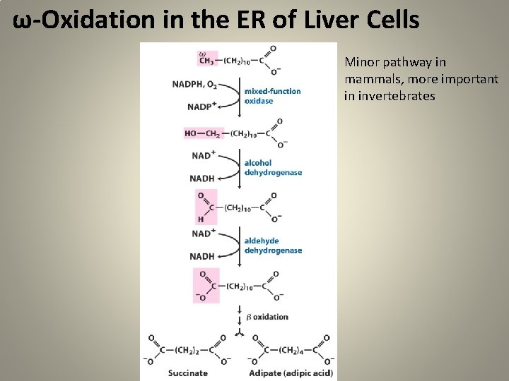 ω-Oxidation in the ER of Liver Cells Minor pathway in mammals, more important in