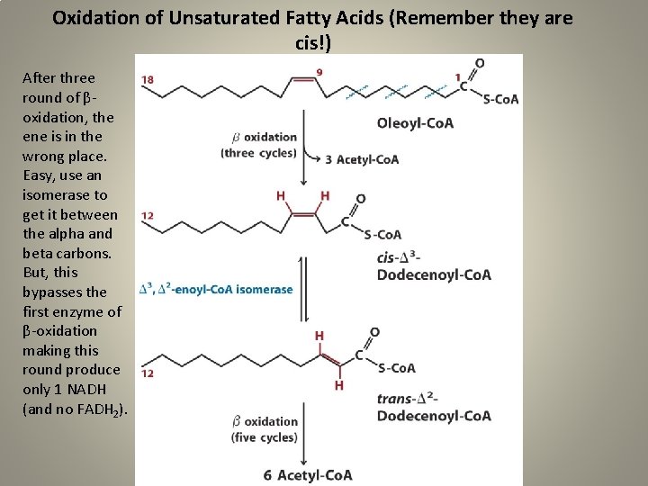 Oxidation of Unsaturated Fatty Acids (Remember they are cis!) After three round of βoxidation,