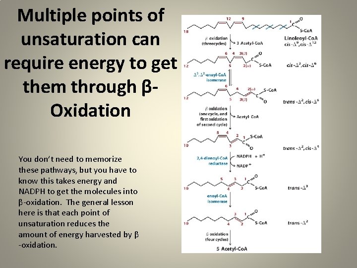 Multiple points of unsaturation can require energy to get them through βOxidation You don’t