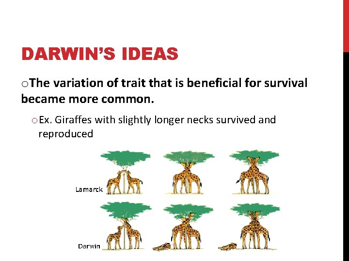 DARWIN’S IDEAS o. The variation of trait that is beneficial for survival became more