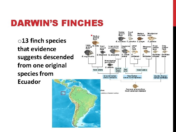 DARWIN’S FINCHES o 13 finch species that evidence suggests descended from one original species
