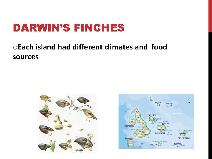 DARWIN’S FINCHES o. Each island had different climates and food sources 