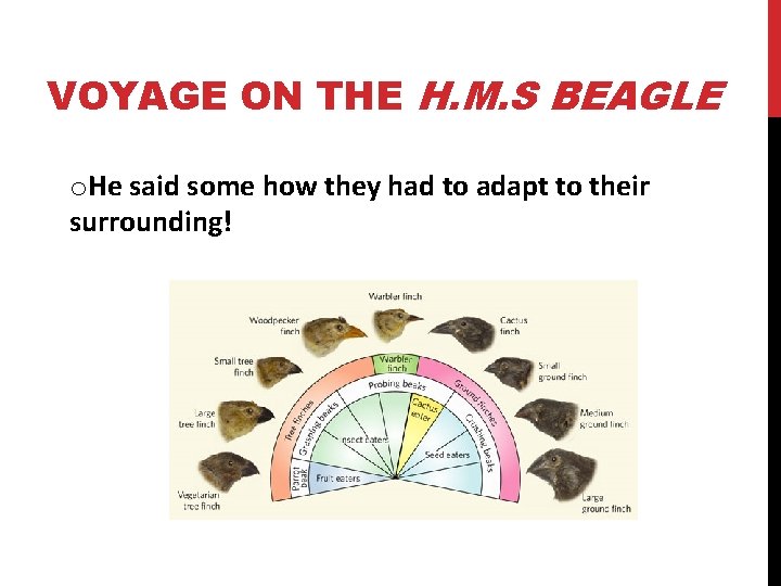VOYAGE ON THE H. M. S BEAGLE o. He said some how they had