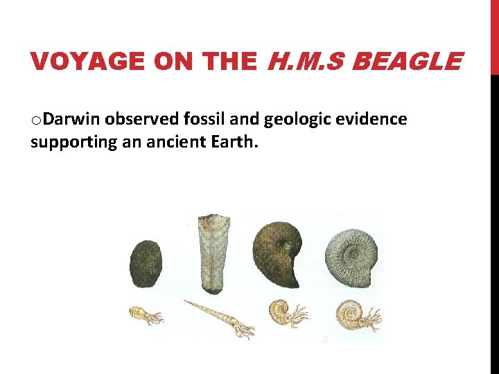 VOYAGE ON THE H. M. S BEAGLE o. Darwin observed fossil and geologic evidence