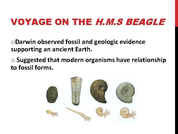 VOYAGE ON THE H. M. S BEAGLE o. Darwin observed fossil and geologic evidence