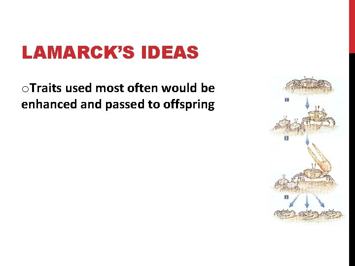 LAMARCK’S IDEAS o. Traits used most often would be enhanced and passed to offspring