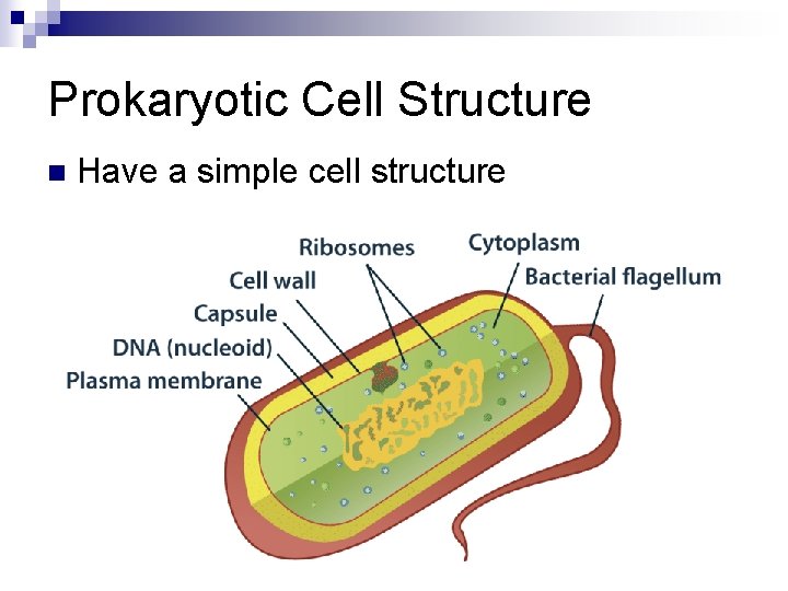 Prokaryotic Cell Structure n Have a simple cell structure 