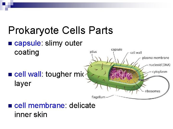 Prokaryote Cells Parts n capsule: slimy outer coating n cell wall: tougher middle layer