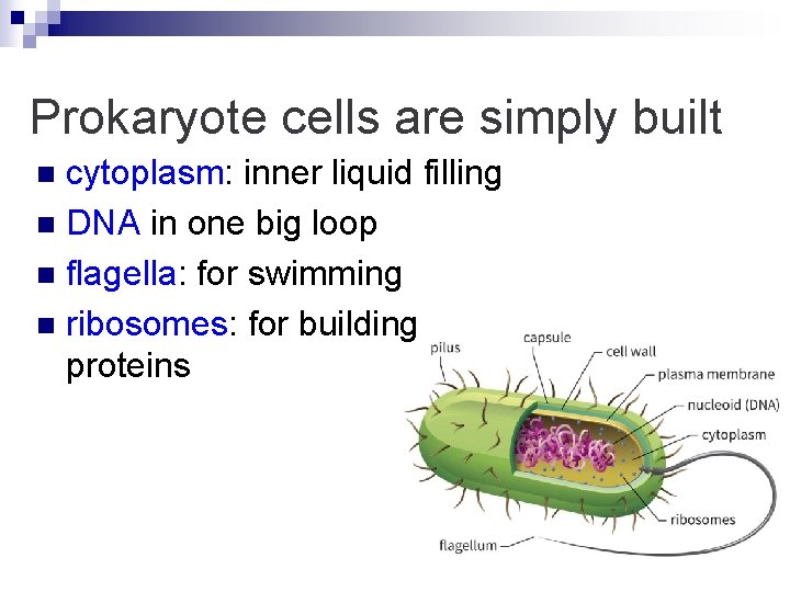 Prokaryote cells are simply built cytoplasm: inner liquid filling n DNA in one big