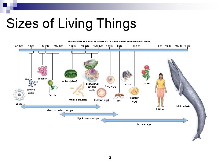 Sizes of Living Things Copyright © The Mc. Graw-Hill Companies, Inc. Permission required for