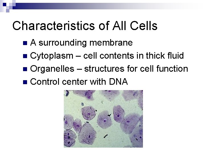 Characteristics of All Cells A surrounding membrane n Cytoplasm – cell contents in thick