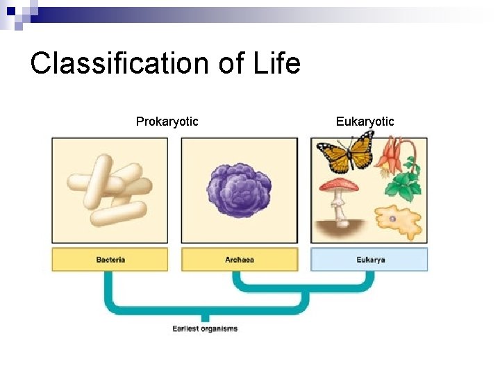 Classification of Life Prokaryotic Eukaryotic 