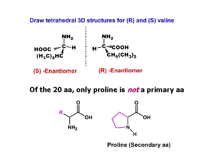 Of the 20 aa, only proline is not a primary aa 