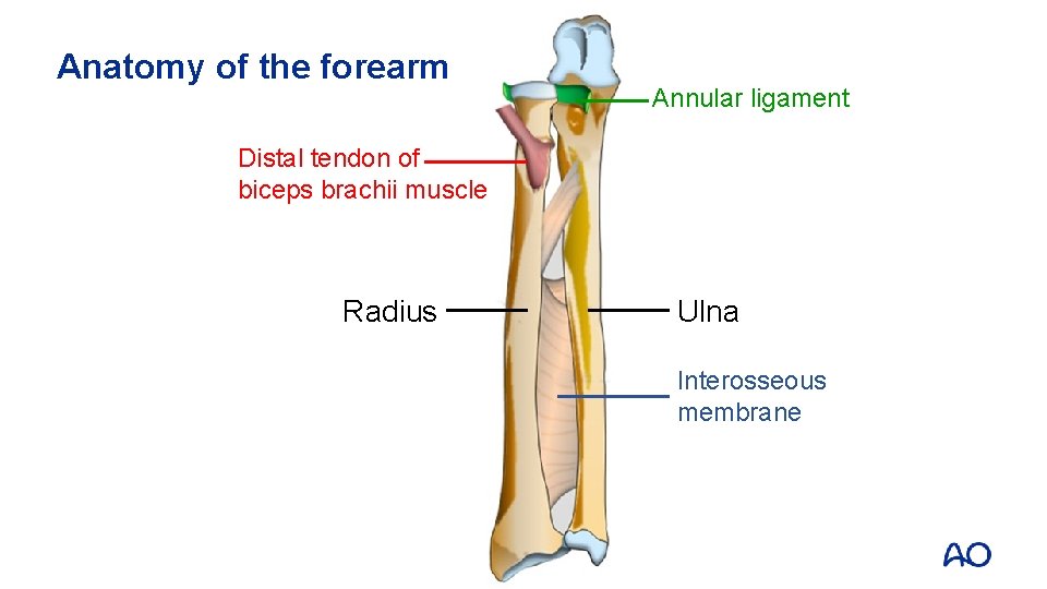 Anatomy of the forearm Annular ligament Distal tendon of biceps brachii muscle Radius Ulna
