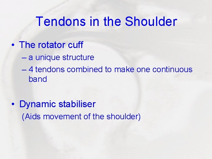 Tendons in the Shoulder • The rotator cuff – a unique structure – 4