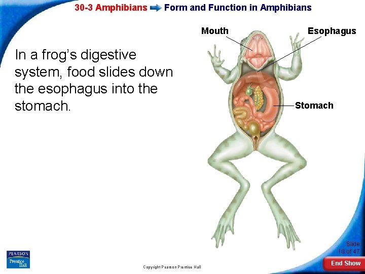 30 -3 Amphibians Form and Function in Amphibians Mouth In a frog’s digestive system,