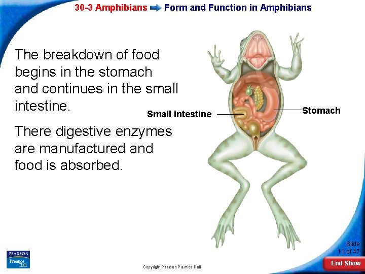 30 -3 Amphibians Form and Function in Amphibians The breakdown of food begins in