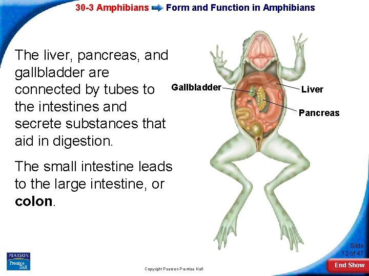 30 -3 Amphibians Form and Function in Amphibians The liver, pancreas, and gallbladder are